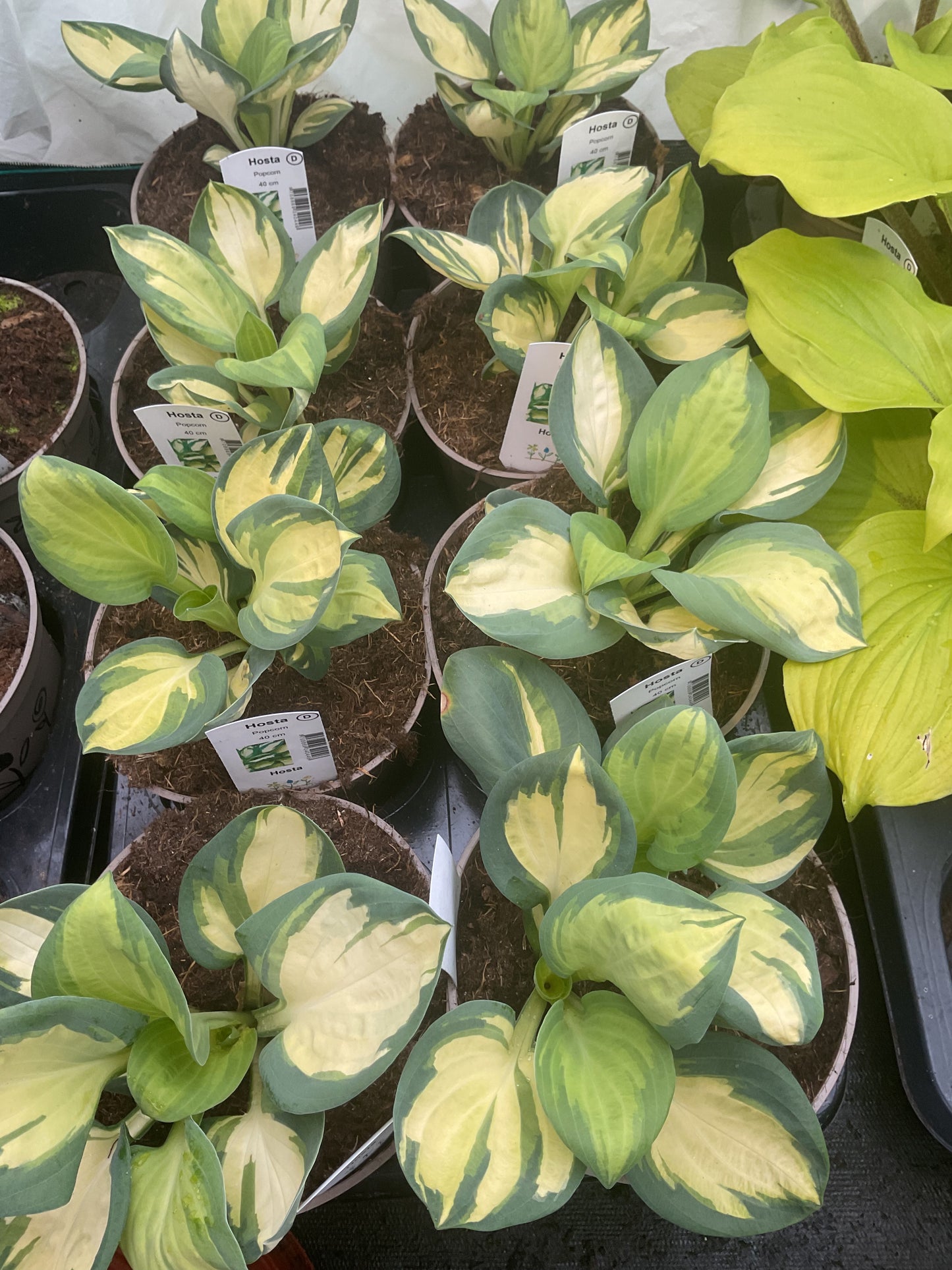 Hosta ‘Popcorn’