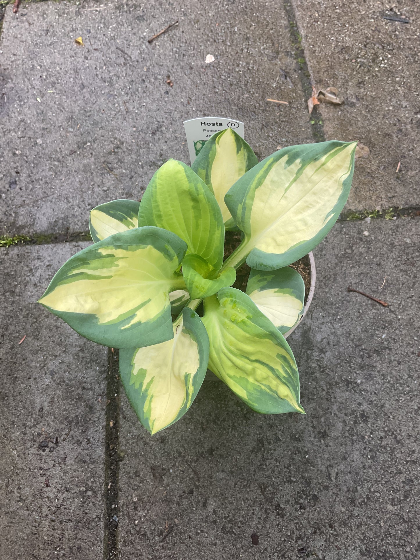 Hosta ‘Popcorn’