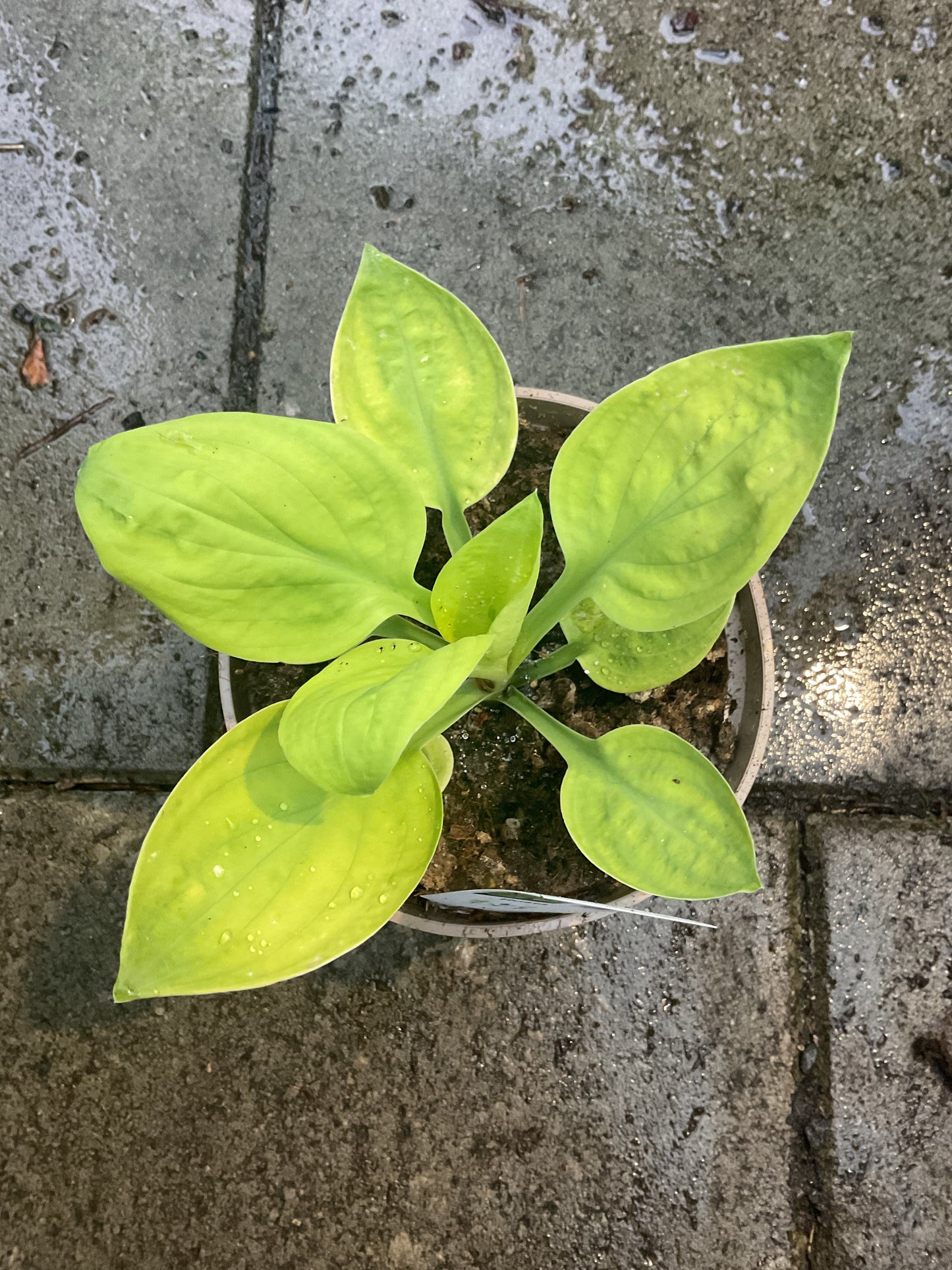 Hosta ‘Eye Catcher’ P15