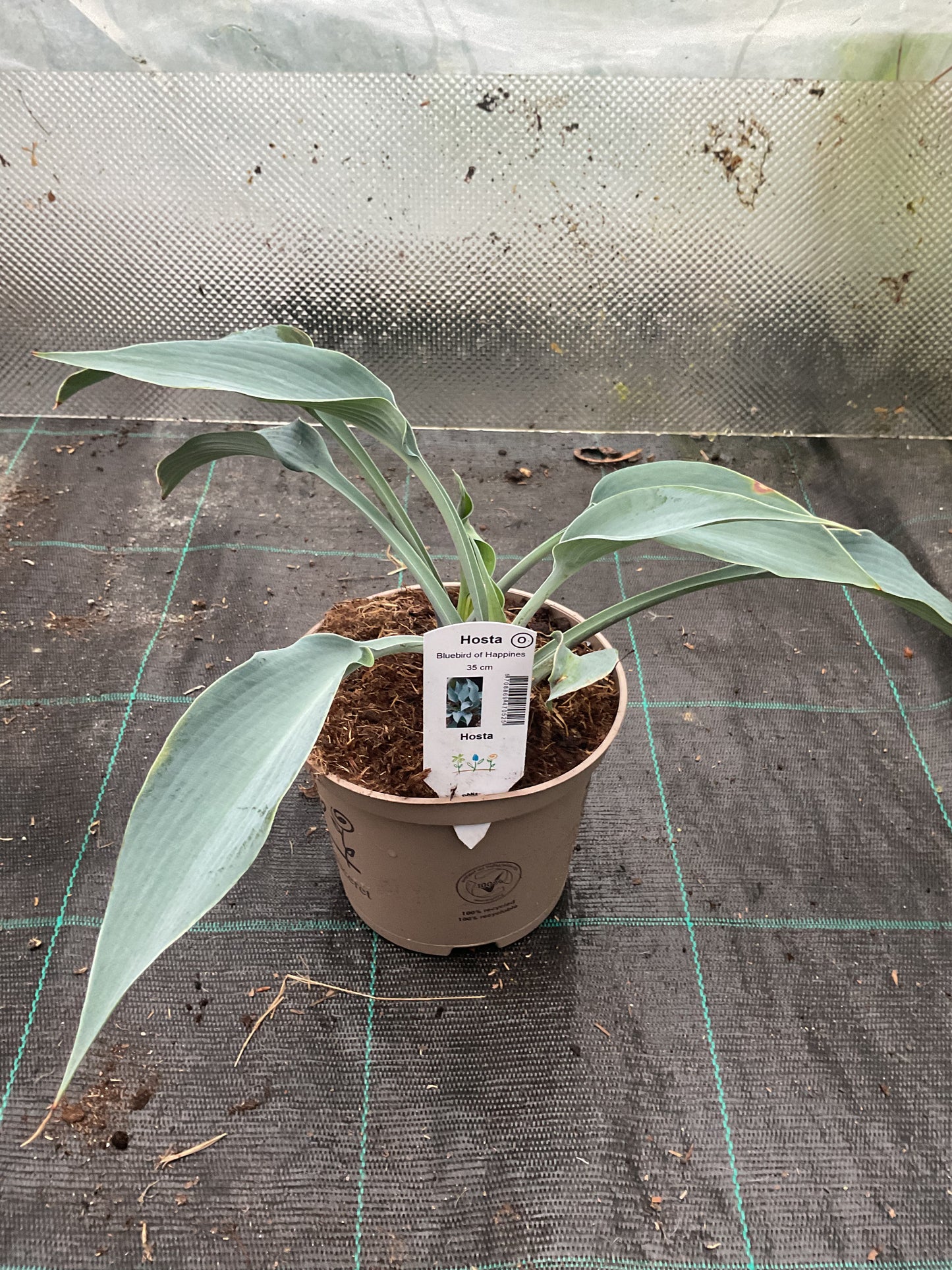 Hosta ‘Bluebird of Happiness’ P15