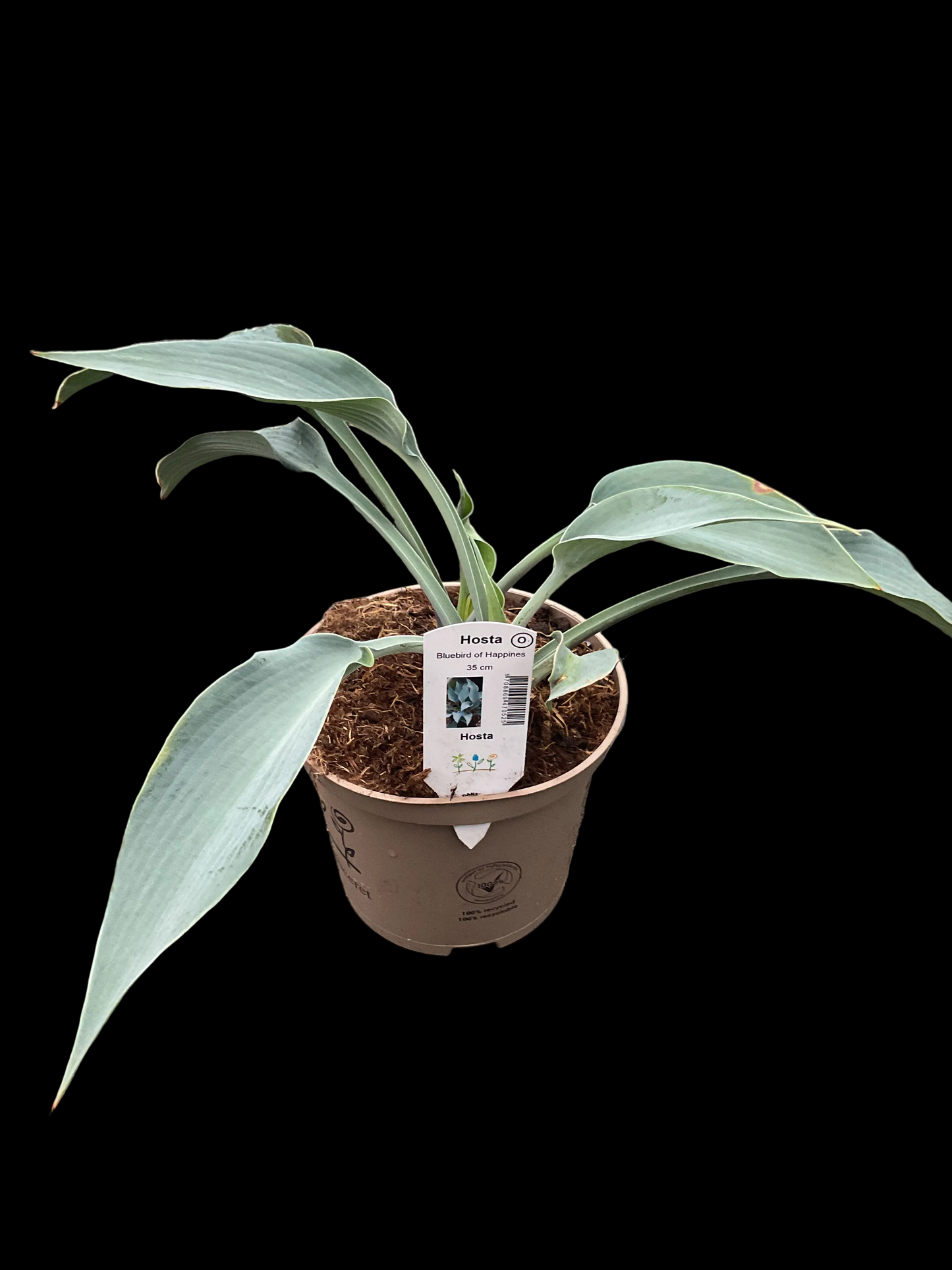 Hosta ‘Bluebird of Happiness’ P15