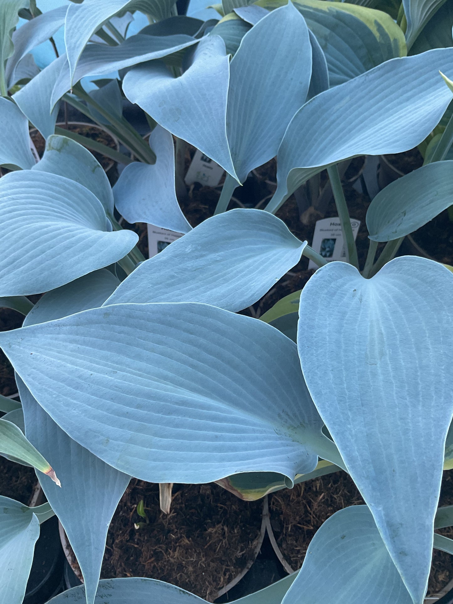 Hosta ‘Bluebird of Happiness’ P15