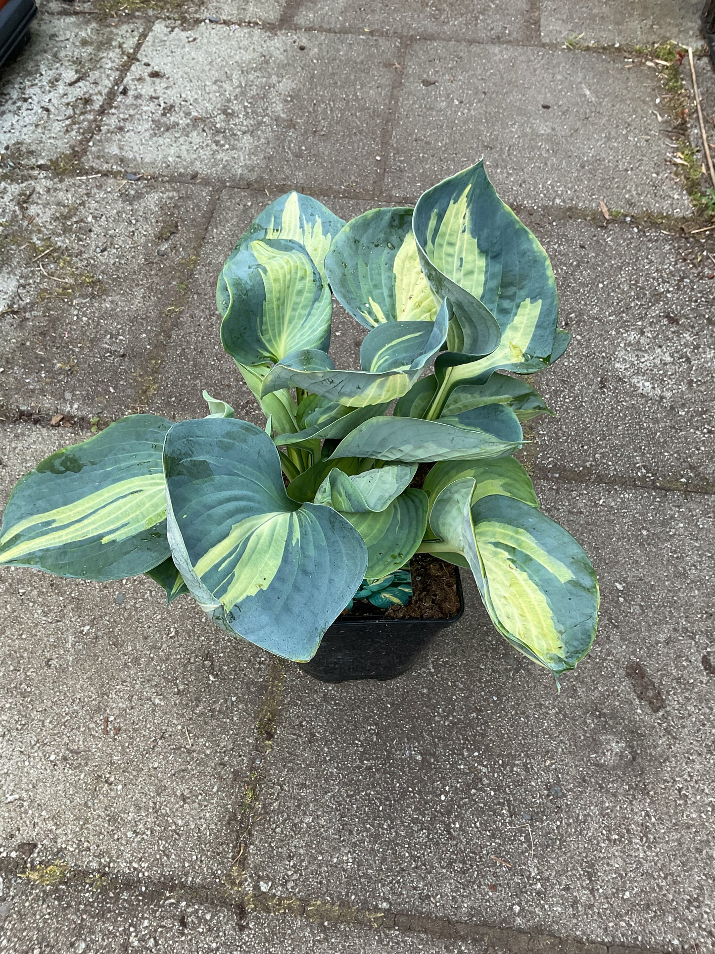 Hosta ‘Dream Queen’ P17