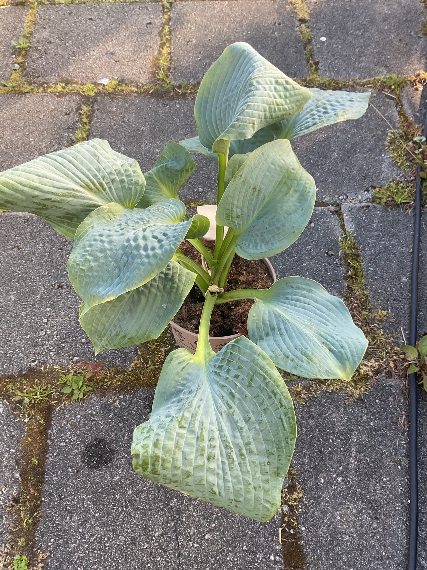 Hosta ‘Powder Blue’
