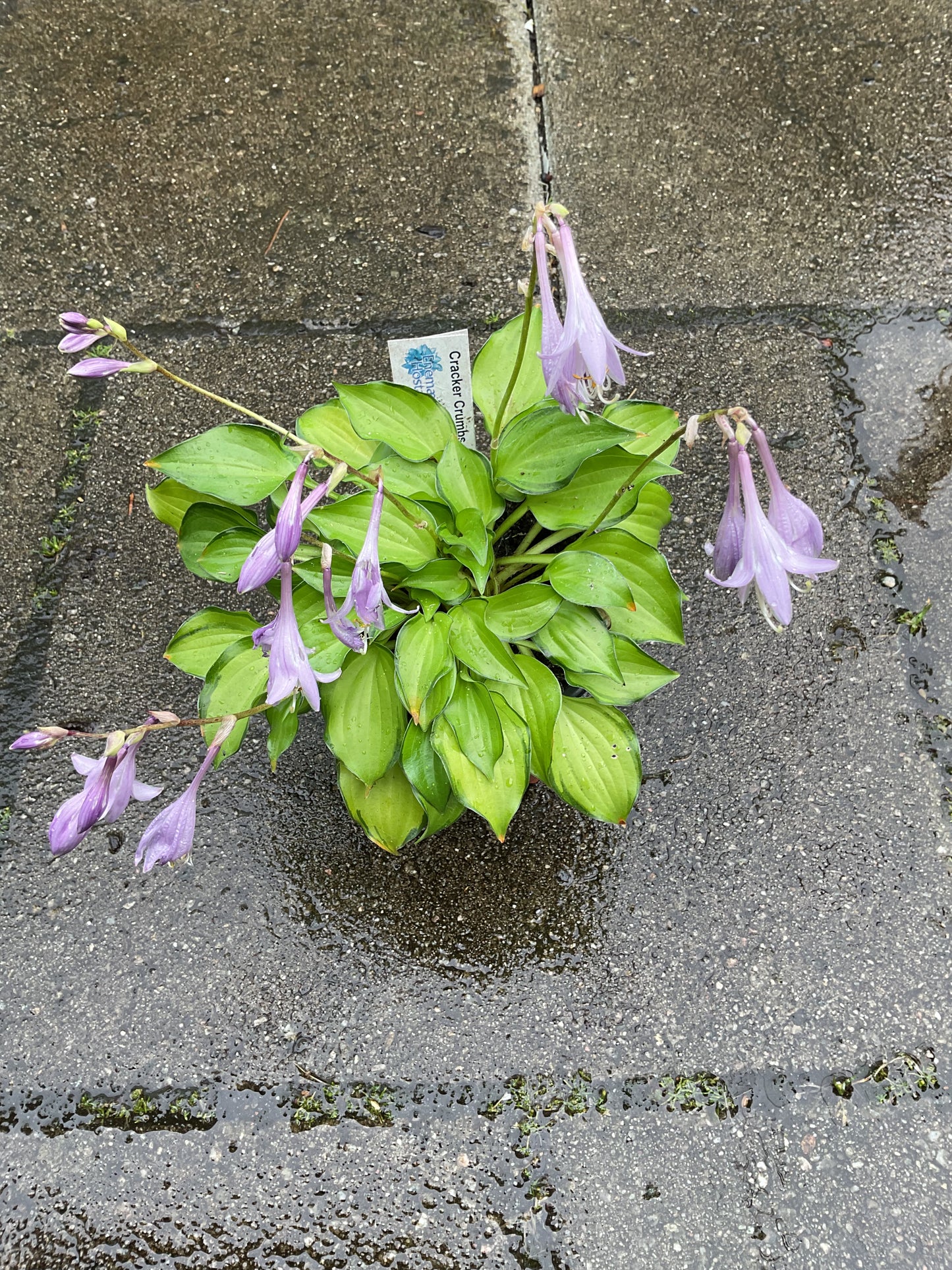 Hosta ‘Cracker Crumbs’ P 10