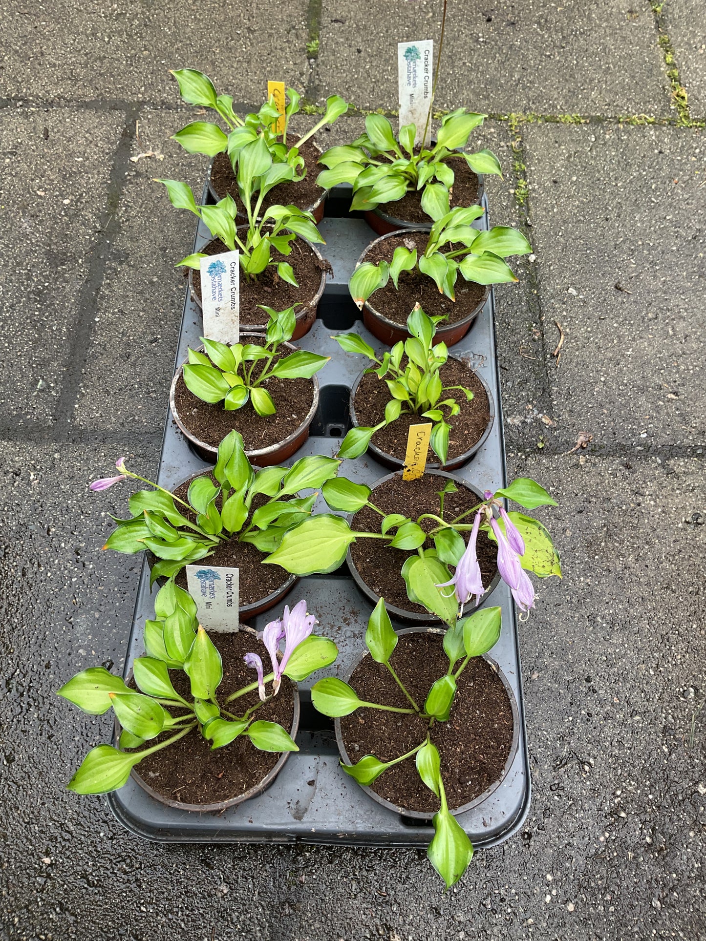 Hosta ‘Cracker Crumbs’ P 10
