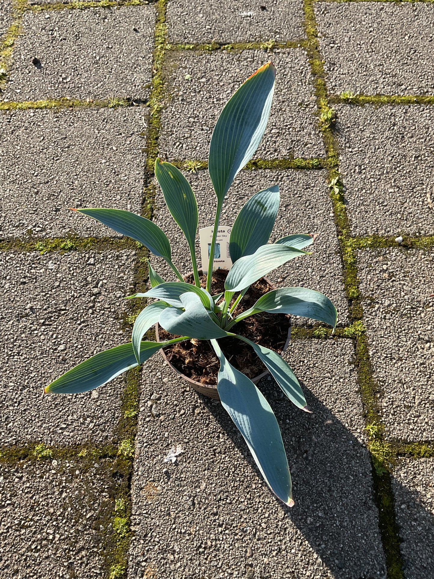 Hosta ‘October Sky’