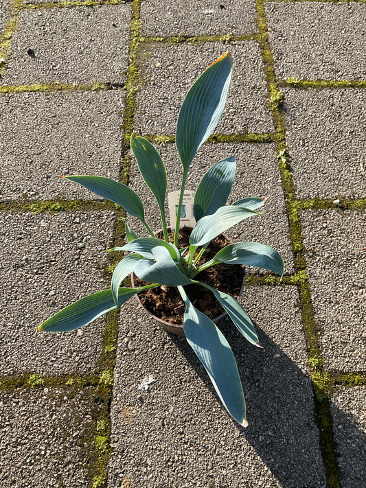 Hosta ‘October Sky’