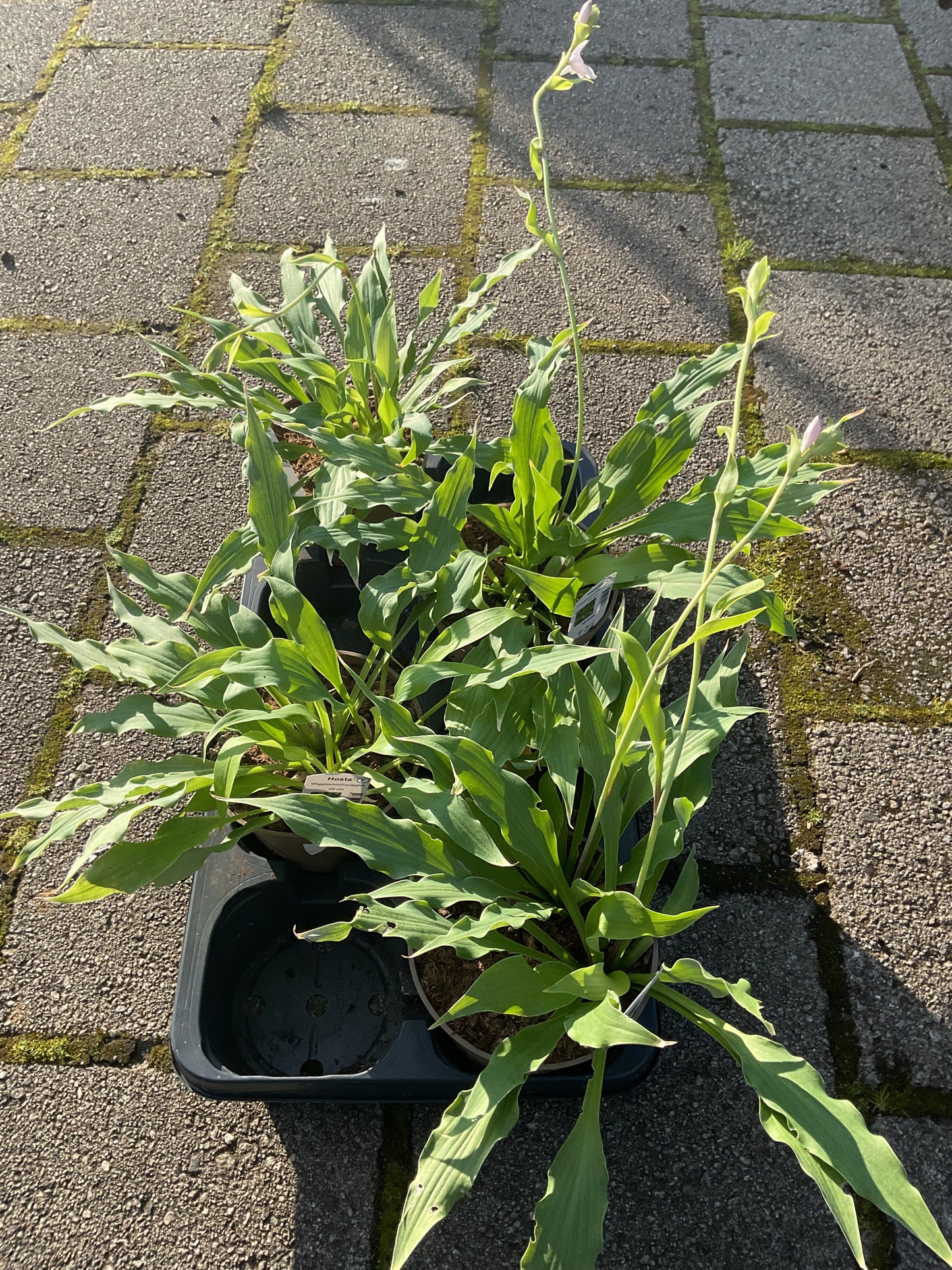 Hosta ‘Wiggles and Squiggles’ P15