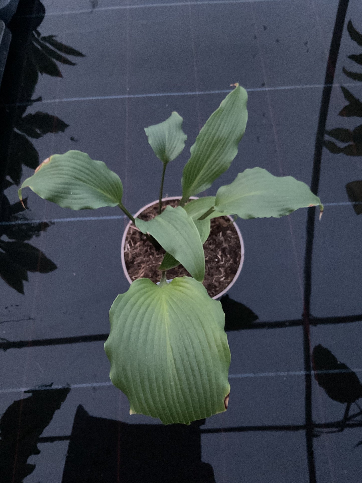 Hosta ‘Snake Charmer’ P15