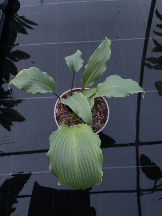 Hosta ‘Snake Charmer’ P15
