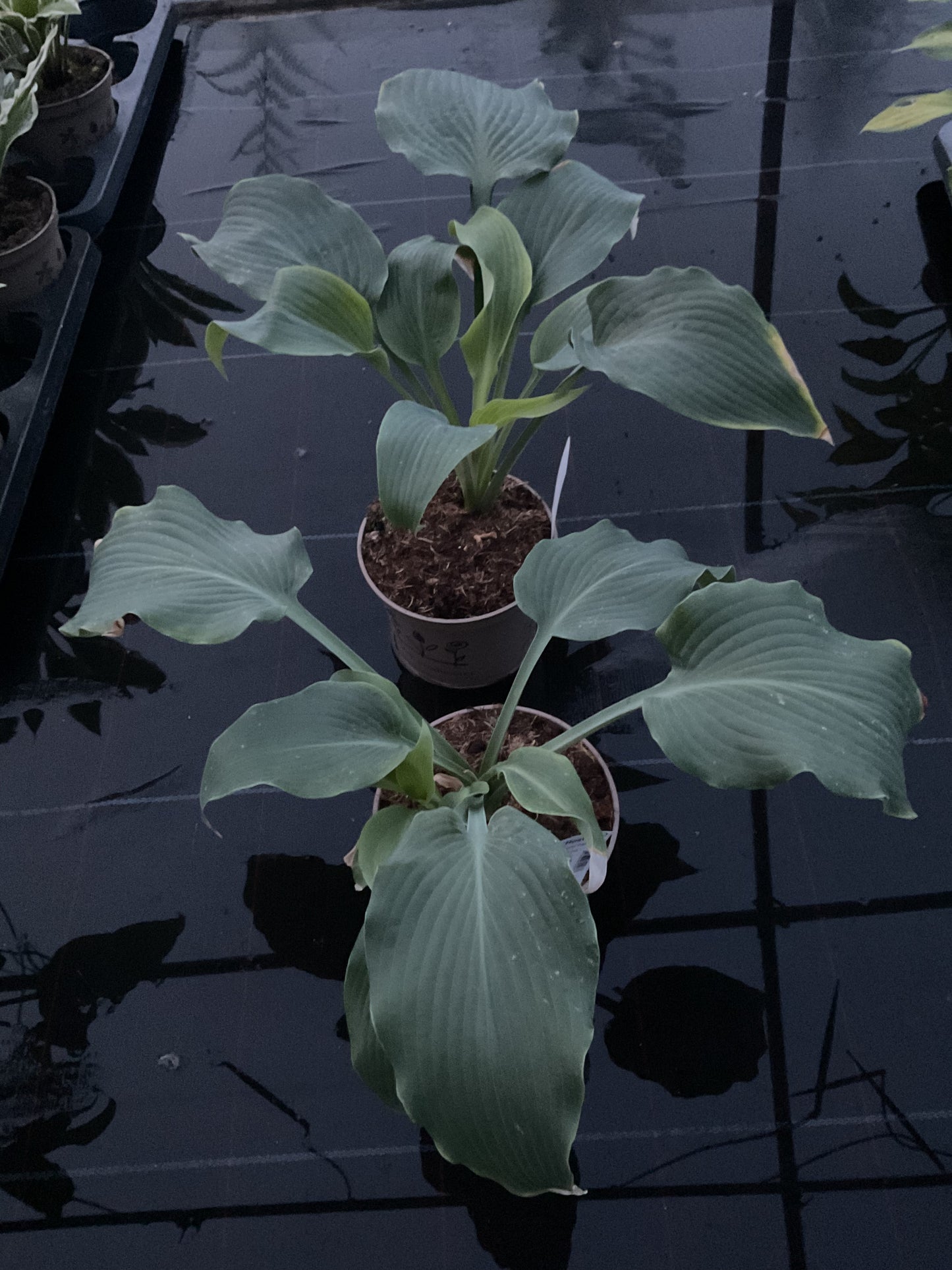 Hosta ‘Childhood Fantasy’ P15
