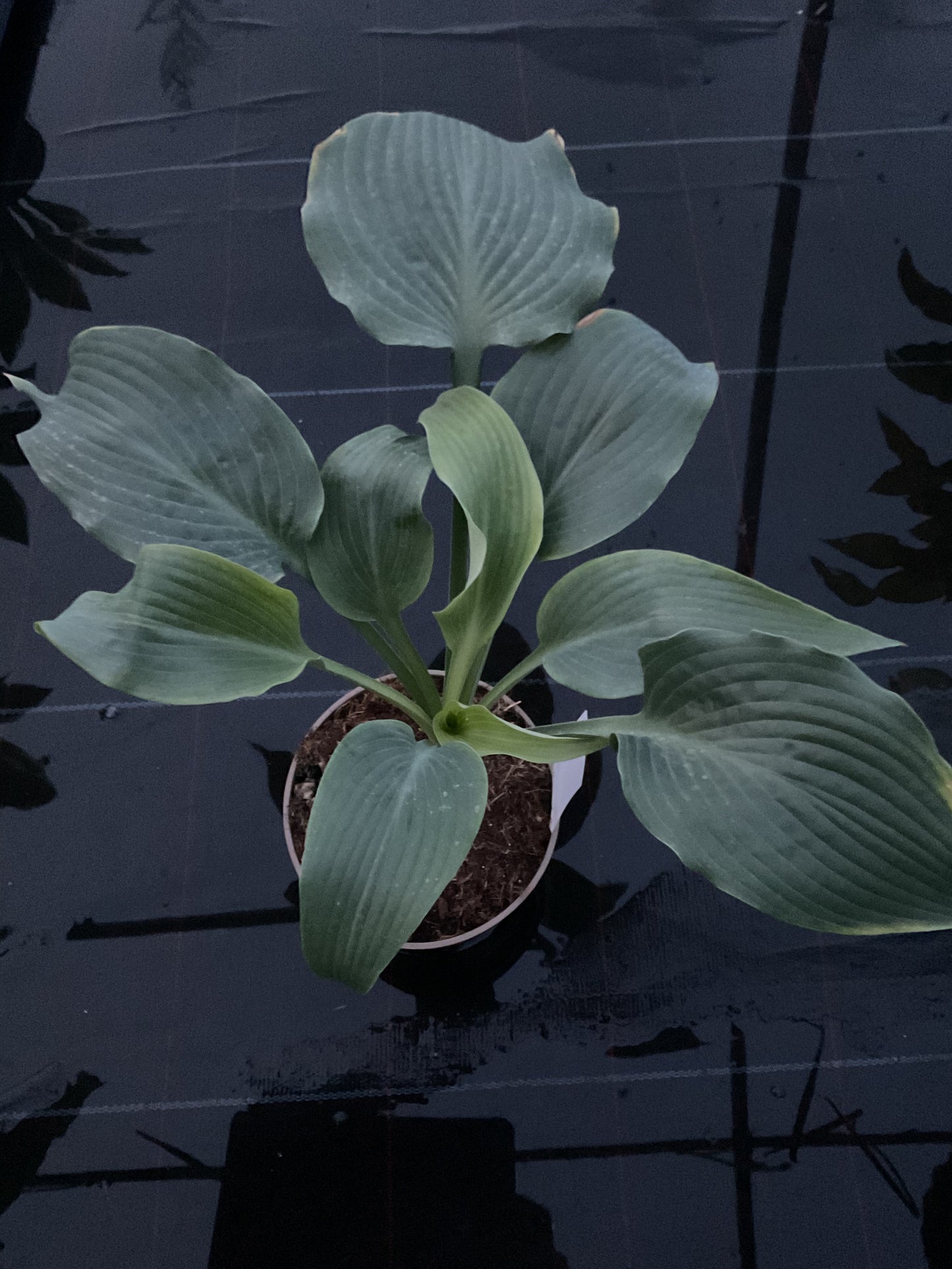Hosta ‘Childhood Fantasy’ P15