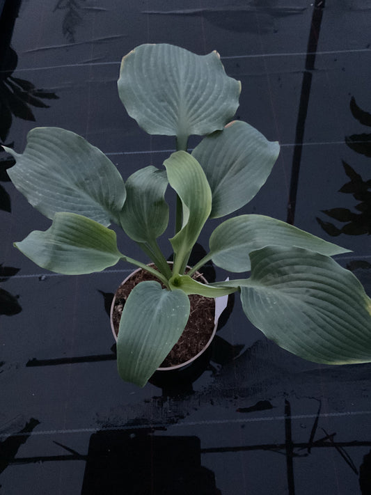Hosta ‘Childhood Fantasy’ P15