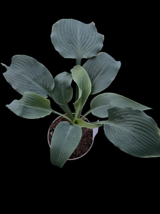 Hosta ‘Holar Black Swan’ P15