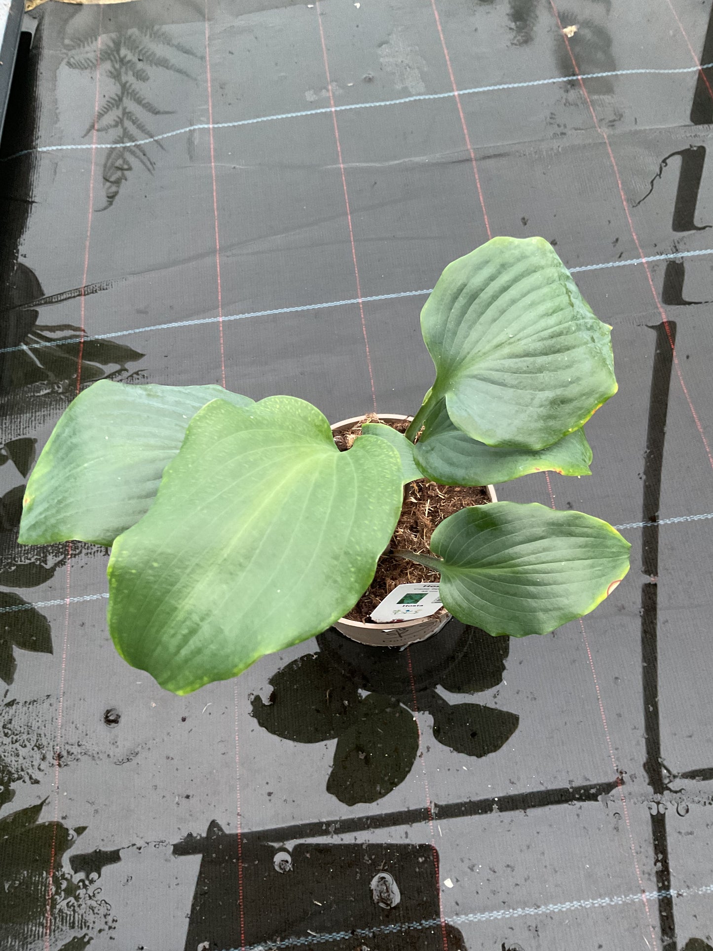 Hosta ‘Cadiz Springs’ P15