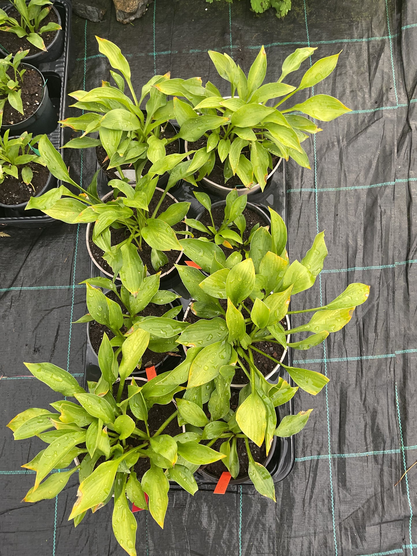 Hosta Green Bag P15