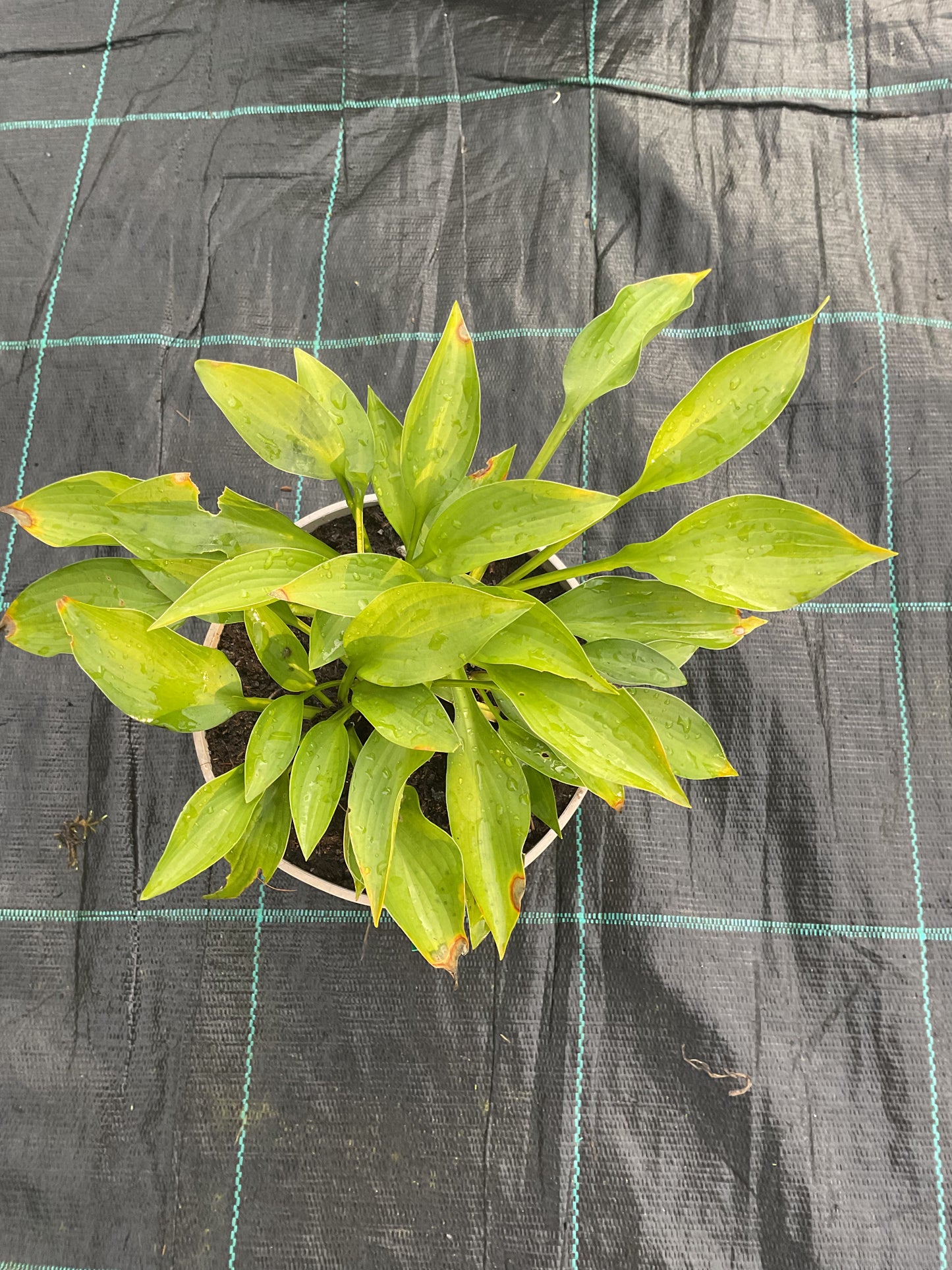 Hosta Green Bag P15