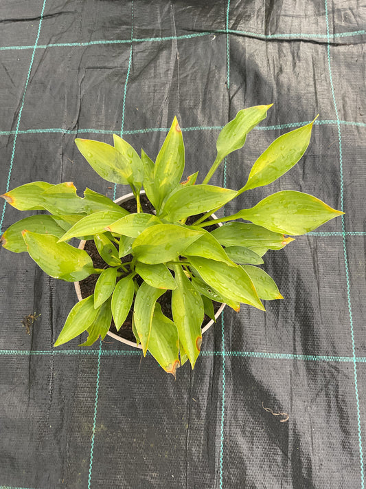 Hosta Green Bag P15