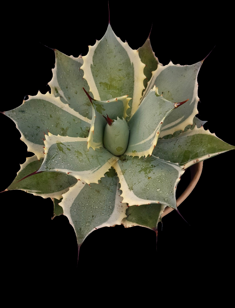 Agave potatorum ‘Eye Scream’