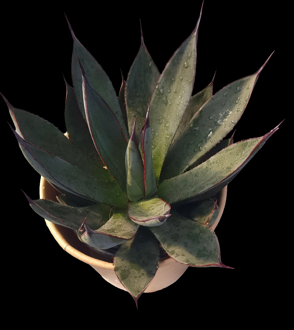 Agave ‘Blue Ember’