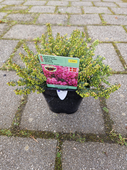 Erica carnea ‘Rosalie’ 2L