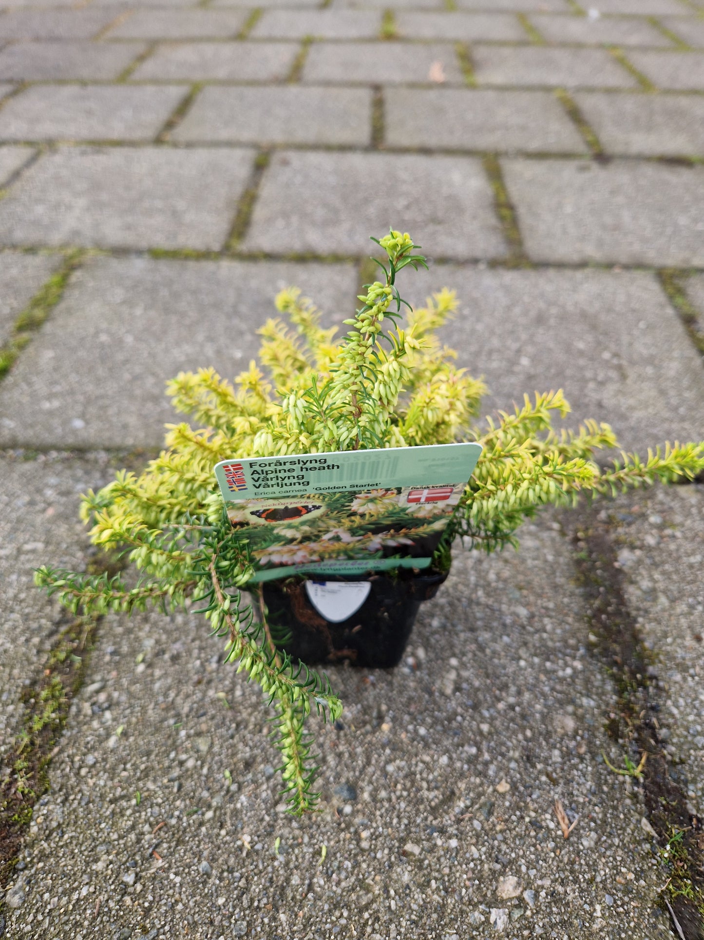 Erica carnea ‘Golden Starlet'