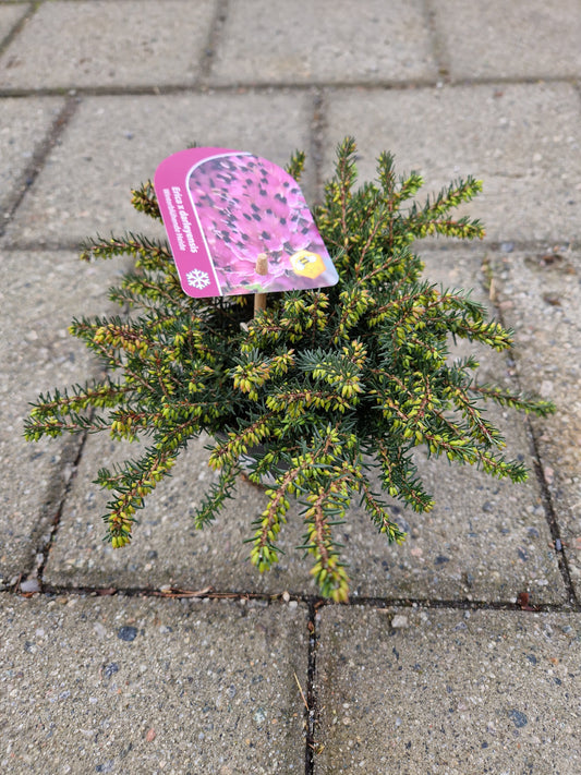 Erica x darleyensis 'Kramers Rote' P11