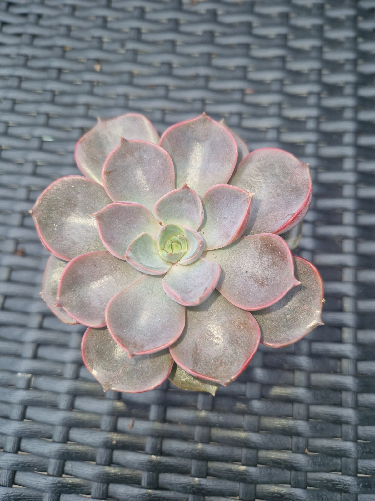 Echeveria gibbiflora 'Metallica' P6
