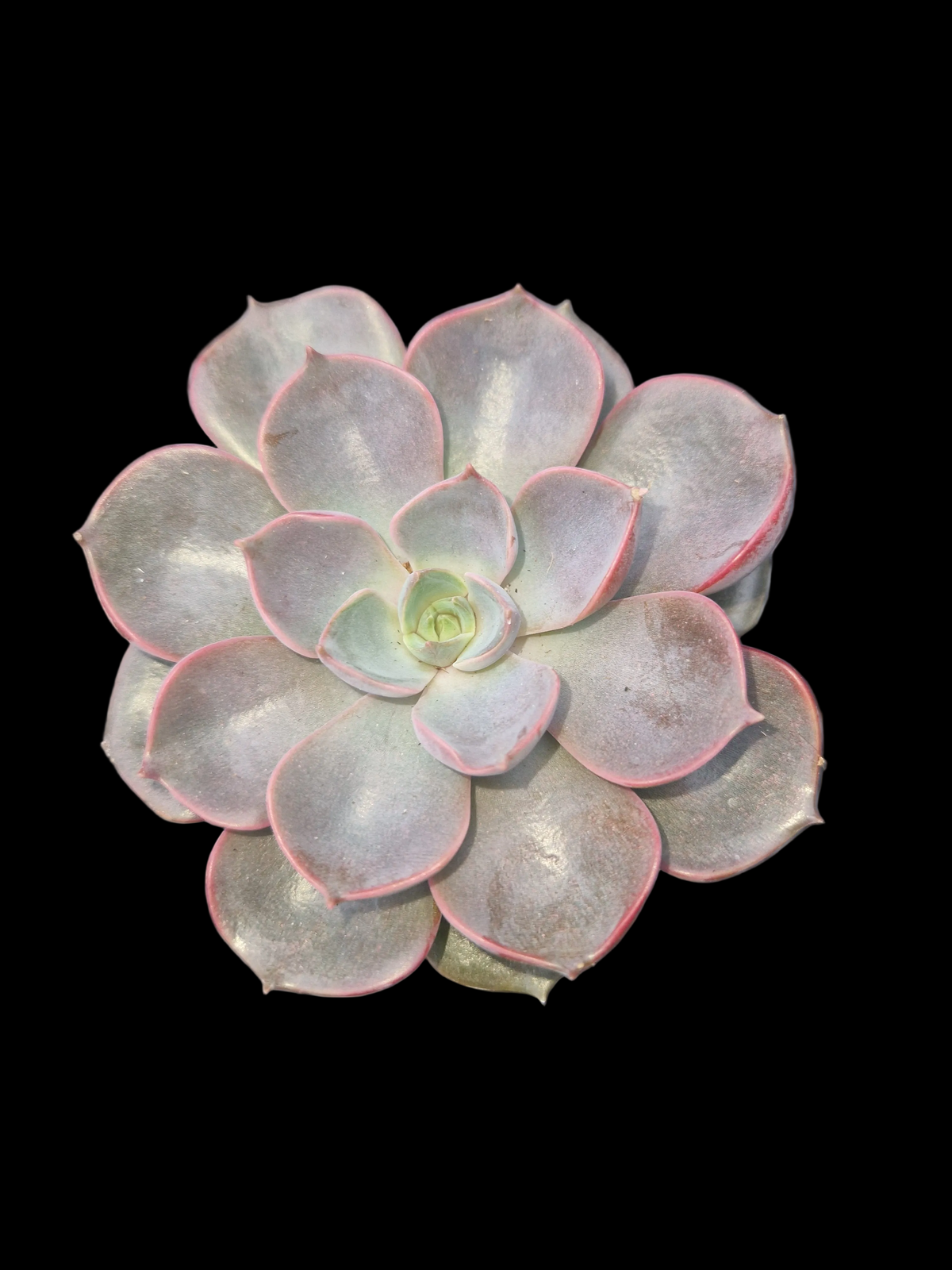 Echeveria gibbiflora 'Metallica' P6