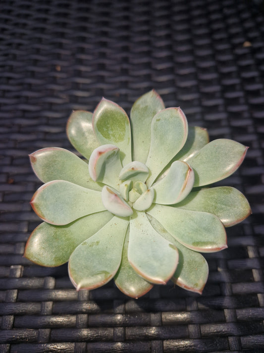 Echeveria 'Parva' P6