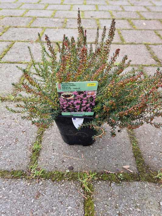 Erica x darleyensis ‘Rubina’ 2L