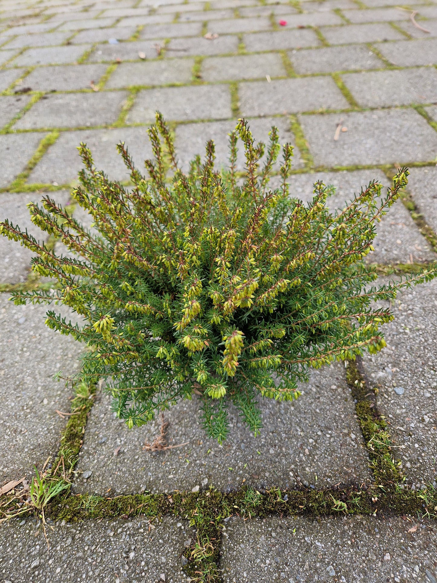 Erica x darleyensis 'Spring Surprise'