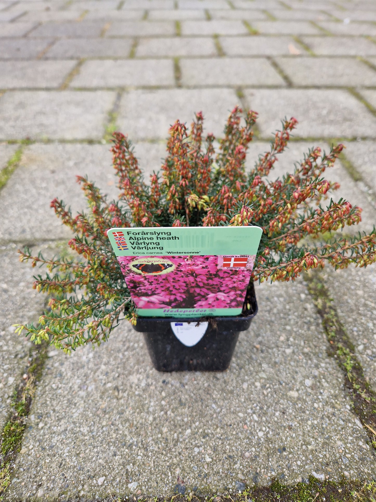 Erica carnea 'Wintersonne'