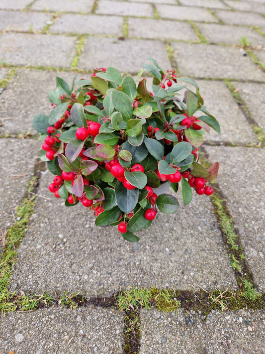 Gaultheria procumbens P13