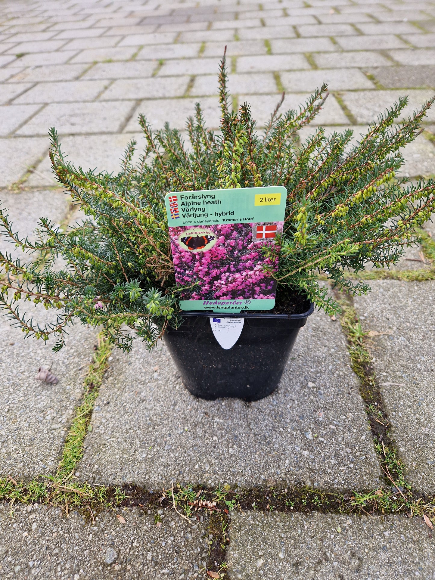 Erica x darleyensis ‘Kramer’s Rote’ 2L