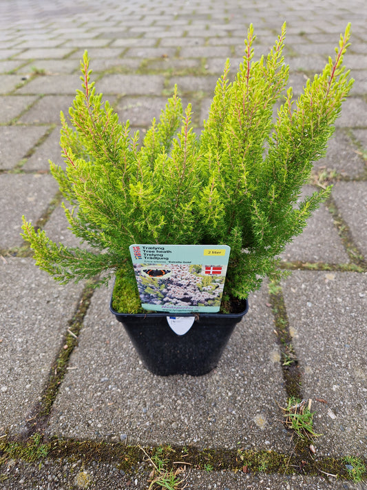 Erica arborea ‘Estrella Gold’ 2L