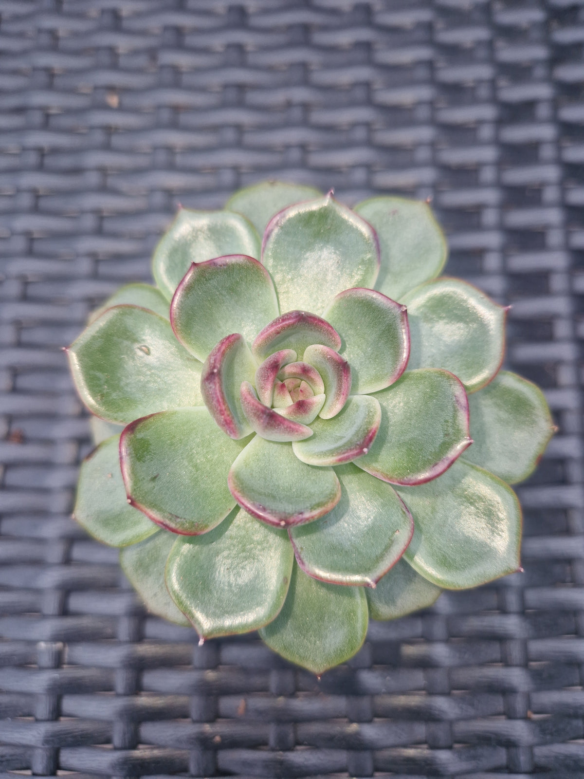 Echeveria pulidonis P6