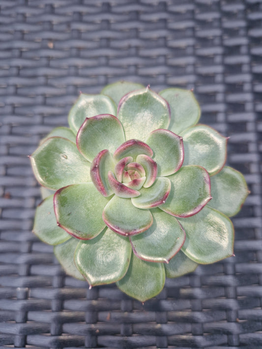 Echeveria pulidonis P6