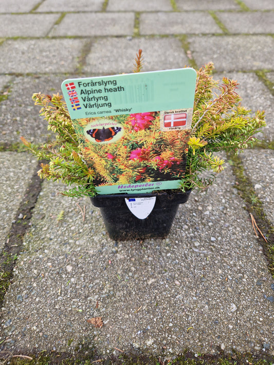 Erica carnea ‘Whisky’